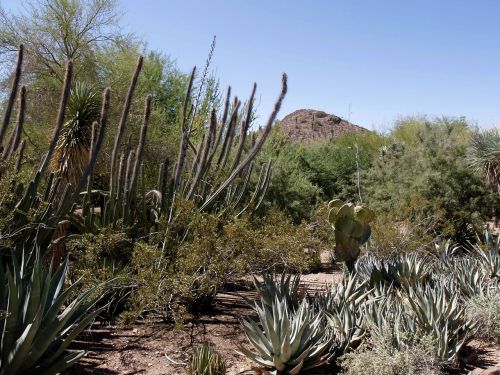Kaktusas, Dykuma, Kraštovaizdis, Arizona, Usa, Gamta