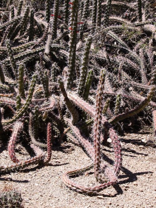 Kaktusas, Dykuma, Arizona, Usa, Sausas, Karštas