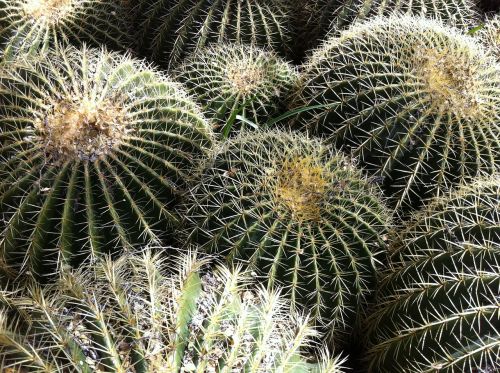 Kaktusas, Barrelio Catcus, Dykuma, Arizona, Kraštovaizdis, Lauke, Vakarų, Vaizdingas