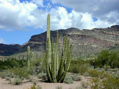 Kaktusas, Dykuma, Organų Vamzdžių Nacionalinis Parkas, Organų Kaktuso Nacionalinis Paminklas, Organų Vamzdžio Kaktusas, Stenocereus Thurberi, Arizona