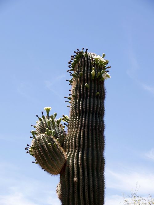 Kaktusas, Žiedas, Augalas, Gamta, Karštas, Sausas, Arizona, Usa, Dykuma, Erozija