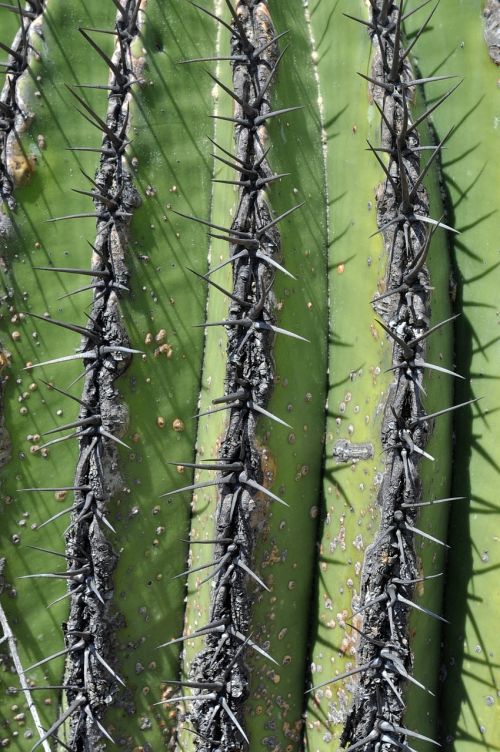 Kaktusas, Augalas, Zapotitano, Mexico Spined Tekstūra