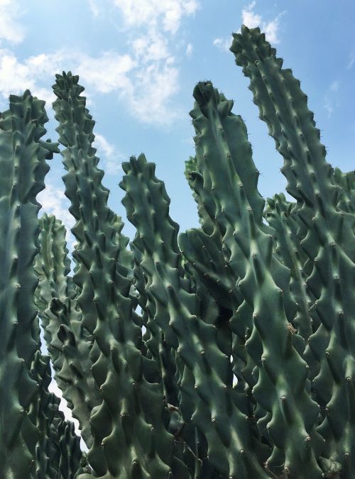Kaktusas,  Augalas,  Tekstūra