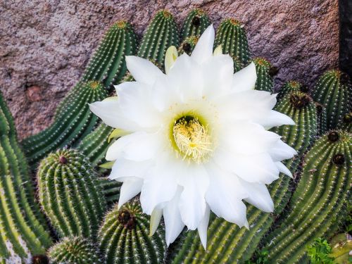 Kaktusas, Rhodiola Rosea, Karpiai, Balta Gėlė