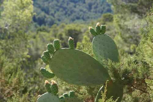 Kaktusas, Žalias, Augalas, Dygliuotas, Paskatinti, Flora, Sultingas