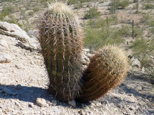 Kaktusas, Arizona, Paskatinti, Uždaryti