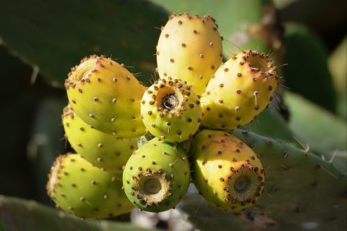 Kaktusiniai Figos, Vaisiai, Gamta
