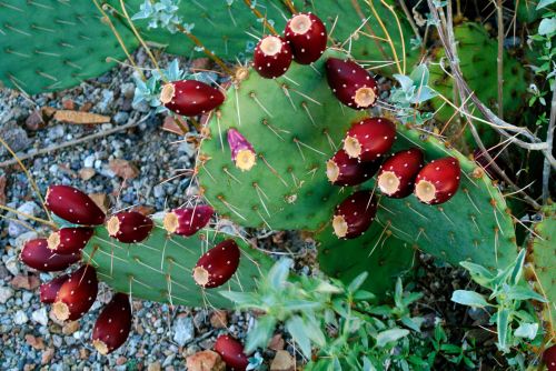 Dykuma,  Tucson,  Kaktusas,  Vaisiai,  Gamta,  Kraštovaizdis,  Kaktusas Vaisius