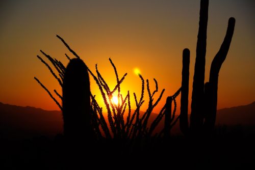 Kaktusas,  Saulėtekis,  Dykuma,  Kraštovaizdis,  Gamta,  Arizona,  Kaktusas Saulėtekis