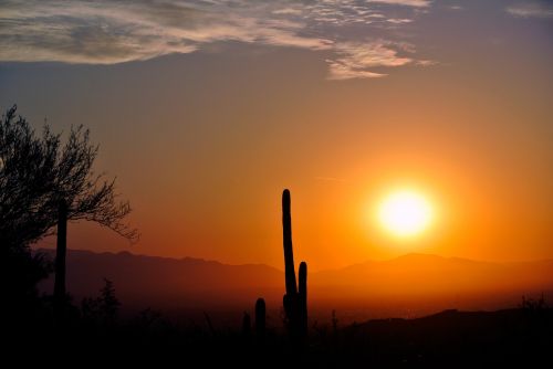 Saulėtekis,  Arizona,  Kaktusas,  Dykuma,  Kraštovaizdis,  Gamta,  Kaktusas Saulėtekis