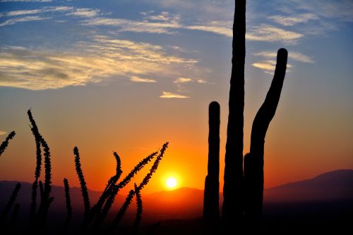 Kaktusas,  Saulėtekis,  Dykuma,  Kraštovaizdis,  Gamta,  Arizona,  Kaktusas Saulėtekis