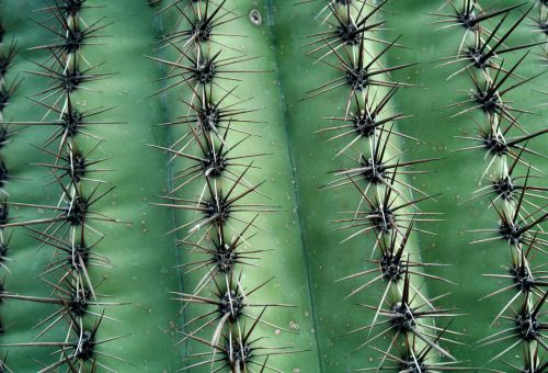 Kaktusas,  Tekstūra,  Žalias,  Kaktuso Tekstūra