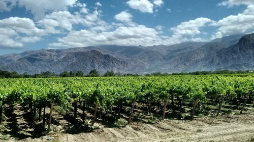 Cafayate,  Argentina,  Vynuogynai,  Kraštovaizdis,  Vynuogynas,  Vyno