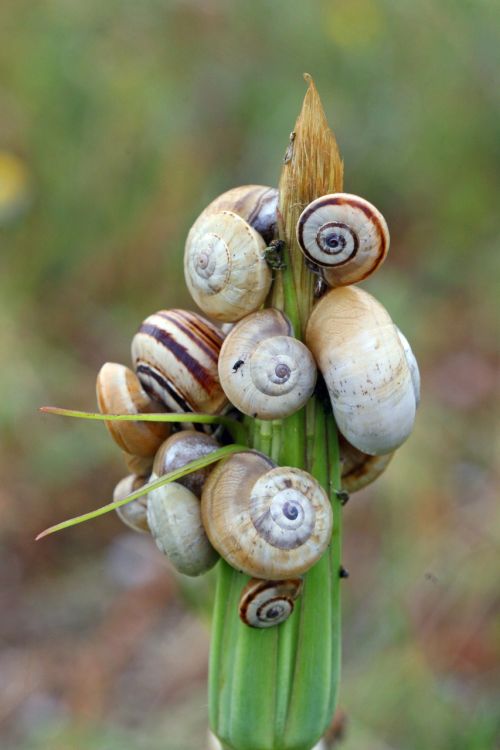 Cagaroletės, Laukas, Gamta