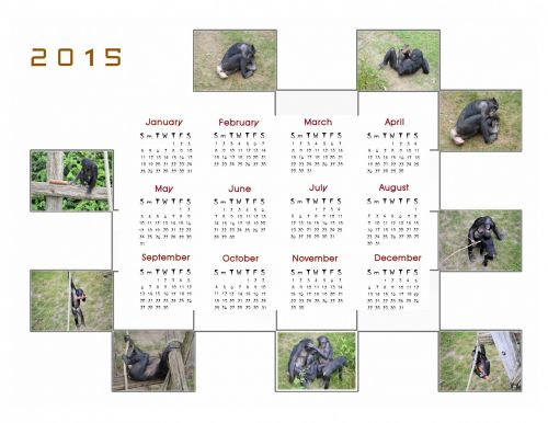 Kalendorius & Nbsp,  2015,  Kalendorius,  Planuotojas,  Apdaila,  Metai,  Mėnuo,  Mėnesių,  Duomenys,  Bonobo,  Beždžionė,  Beždžionės,  2015 Kalendorius