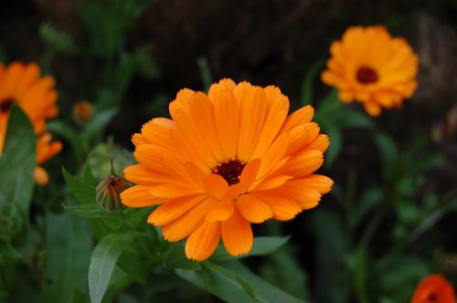 Kalendra, Gėlė, Marigoldas, Oranžinė