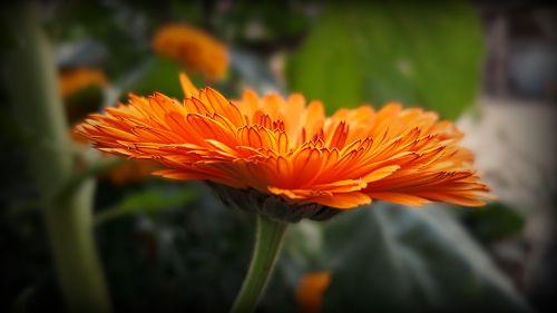 Kalendra, Oranžinė Gėlė, Iš Arti