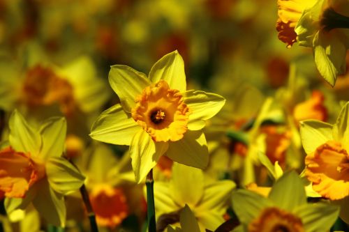 Gėlių Žiedas, Svogūninės Gėlės, Geltona, Pavasaris, Konya
