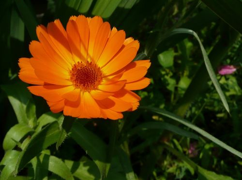 Calendula Officinalis, Marigoldas, Gėlės, Oranžinė Gėlė
