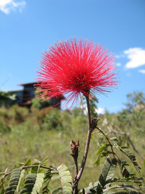 Kaliandra, Cerrado, Gėlė, Gamta, Brazilijos Cerrado, Brazilija, Gėlės, Chuveirinho