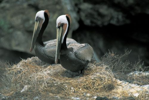 Pelikanai,  Pora,  Portretas,  Paukščiai,  Lizdas,  Viešasis & Nbsp,  Domenas,  Tapetai,  Fonas,  Kalifornija & Nbsp,  Ruda & Nbsp,  Pelicans,  Kanalas & Nbsp,  Salos & Nbsp,  Nacionalinis & Nbsp,  Parkas,  Kalifornija,  Usa,  Lauke,  Paukščiai,  Vandens Paukštis,  Laukiniai,  Kaliforniniai Rudieji Pelicanai