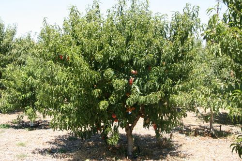 Kalifornija,  Persikai,  Vaisiai,  Medis,  Kalifornijos Persikų Medis