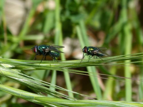 Ciliphora Vicina, Greenfly, Skristi Vironera, Botfly