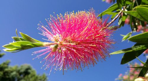 Kalistemonas, Butelių Gėlė, Rožinis, Mėlynas Dangus, Pavasaris, Flora, Gamta, Australia