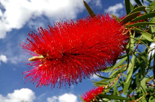 Kalistemonas, Butelių Gėlė, Raudona, Pavasaris, Flora, Gamta, Australia