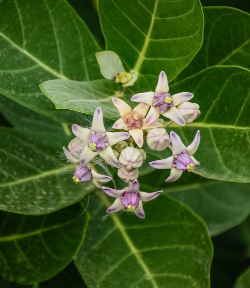 Pienuolė Gigantea,  Reta Gėlė,  Medicinos Gėlių,  Medikas Gėlių,  Indija,  Milkweed,  Gigantea,  Pienuolė,  Pobūdį,  Floros,  Botanika,  Gėlės,  Augimas,  Bangladešas