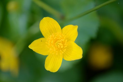 Caltha Palustris, Makro, Žiedas, Žydėti, Pavasaris