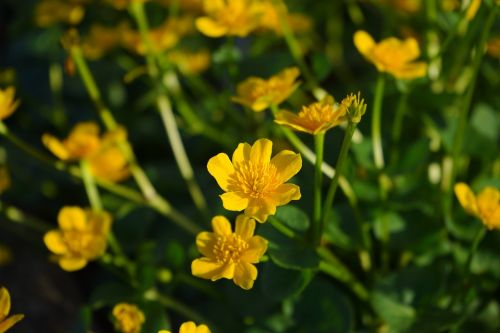 Caltha Palustris, Gėlės, Geltona, Hahnenfußgewächs, Ranunculaceae