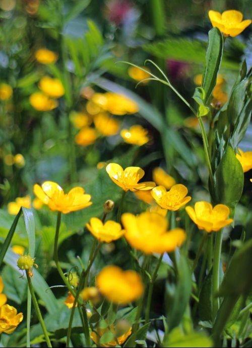 Caltha Palustris, Dotterblume, Gėlė, Geltona, Sviestas Geltonos Spalvos, Gėlės, Ranunculaceae, Augalas