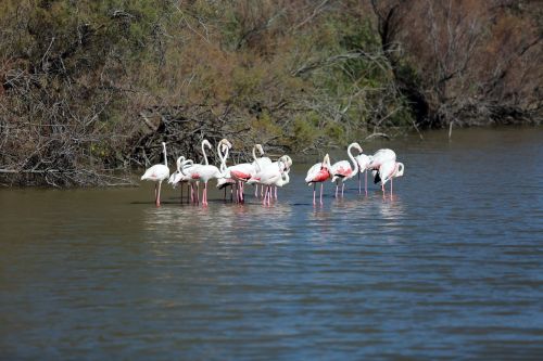 Camargue, Paukščiai, Rožinis Flamingas, Wader, Ornitologija, Vanduo, Gamta, Rožinis, Laukiniai