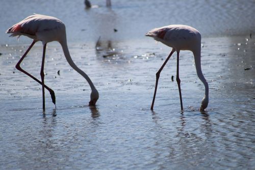 Camargue, Rožinis Flamingas, Ornitologija