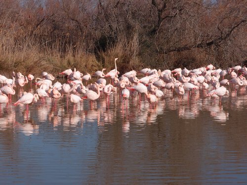 Camargue,  Flamingo,  Provanso
