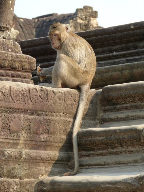 Kambodža, Angkor, Šventyklos Kompleksas, Angkor Wat, Istorija, Istoriškai, Beždžionė, Laiptai, Palaipsniui