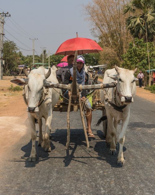 Kambodža, Taksi, Azijinis Buivolas, Transporto Priemonė, Karvės, Kelias