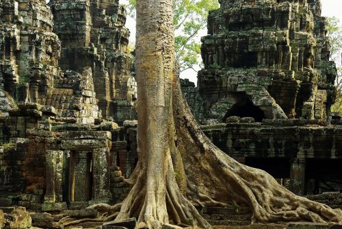 Kambodža, Angkor, Šventykla, Tavo Grobis, Griuvėsiai, Įsiveržimas, Banyan, Strangler, Archeologija, Garbinimas