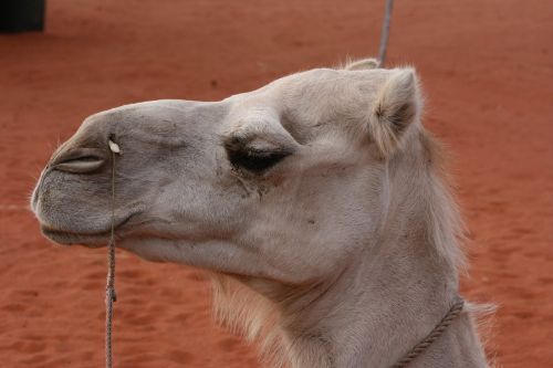 Kupranugaris, Galva, Gyvūnas, Kelionė, Dykuma, Dromedary, Australia, Smėlis