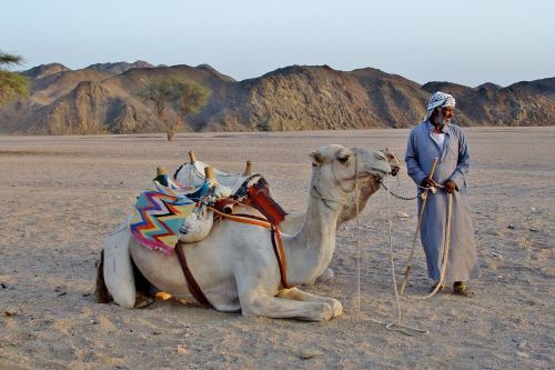 Kupranugaris, Beduinas, Dykuma, Smėlis, Egiptas