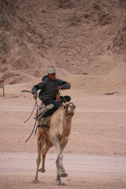 Važinėti Kupranugariais, Egiptas, Sinai, Dykuma, Kupranugaris, Beduinas