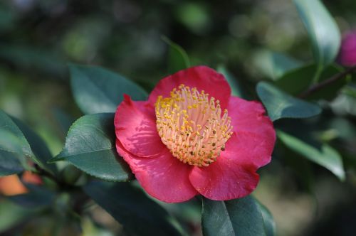 Kamelija, Gėlė, Locarno, Camellias Parkas