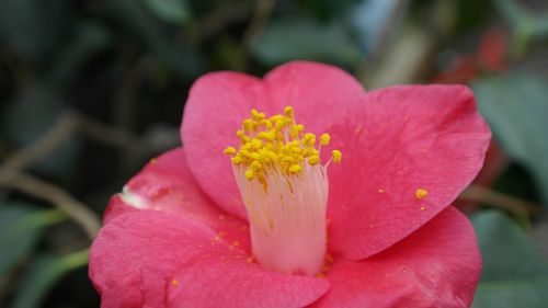 Kamelija, Camellia Japonica, Arbatmedžio Augalas, Krūmų Gėlė, Flora, Gamta, Gėlės, Gėlės Žydi, Geltona, Rožinis, Dekoratyvinis Krūmas