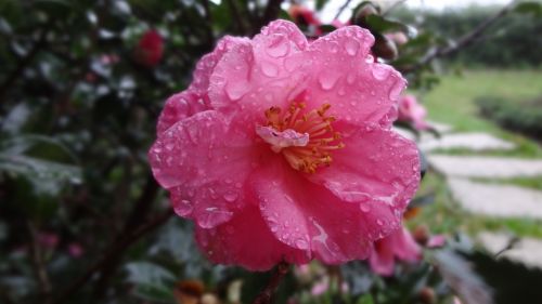 Kamelija, Camellia Japonica, Augalas, Gėlė, Persiko Raudona Spalva