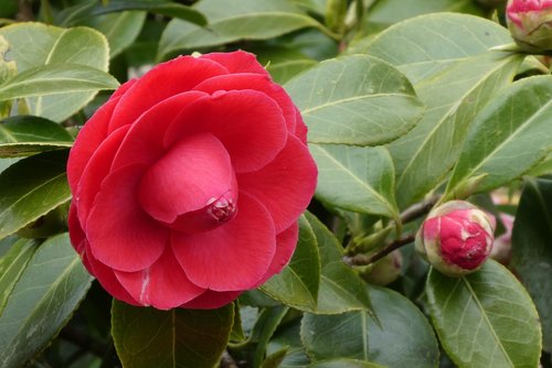 Camellia,  Japonų Rose,  Mygtuką,  Pavasaris,  Pobūdį,  Lapas,  Augalų,  Sodas