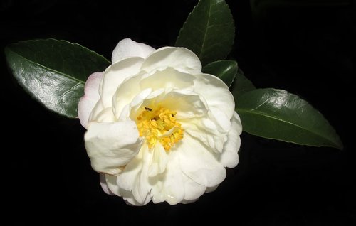 Camellia,  Baltos Spalvos,  Gėlė,  Ant,  Vabzdys,  Sodas