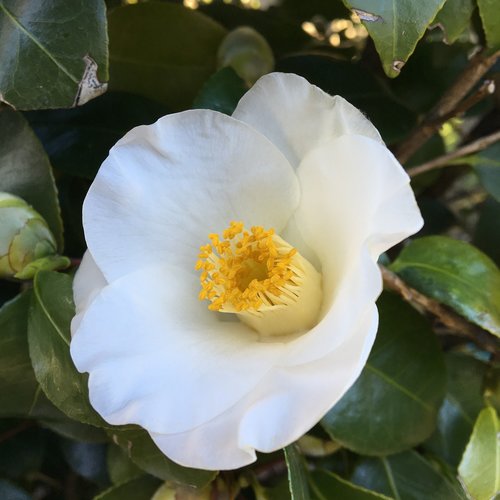 Camellia,  Iš Arti,  Baltas Žiedas,  Floros,  Giraitė