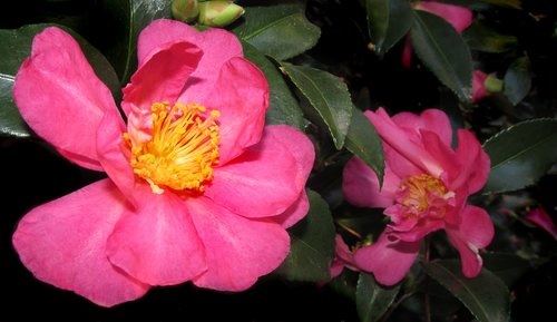 Camellia,  Rožinis,  Gėlė,  Krūmas,  Sodas