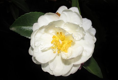 Camellia,  Baltos Spalvos,  Vieno,  Gėlė,  Pobūdį,  Sodas